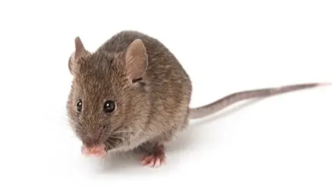 老鼠拉屎的地方是藏身地吗 老鼠一般一天几粒老鼠屎