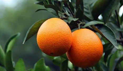 脐橙冬天可以放一个月不烂吗？