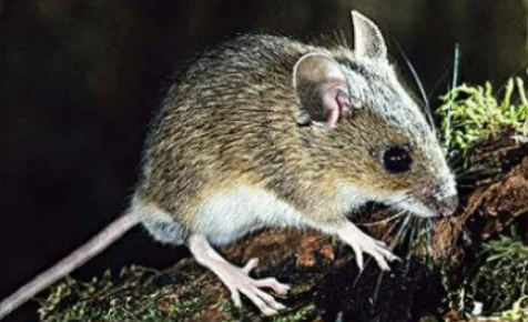 天天闻死老鼠臭味会得病吗 老鼠发臭找不到怎么办