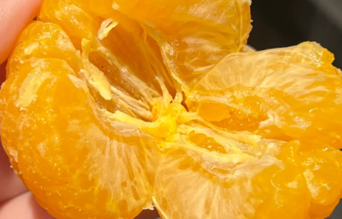 吃了烤橘子咳嗽更厉害怎么回事 烤橘子止咳是真的吗还是假的