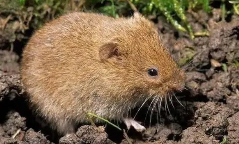 老鼠拉过屎的地方它会记得吗 老鼠去过的地方是不是都有屎