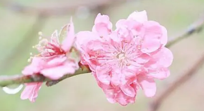 命中缺桃花运的人该怎么办 提升桃花运忌讳什么