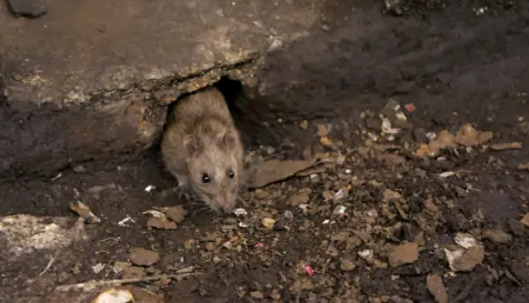 天天闻死老鼠臭味会得病吗 老鼠发臭找不到怎么办