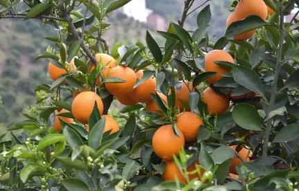  脐橙吃着上火吗 脐橙是上火的还是下火的