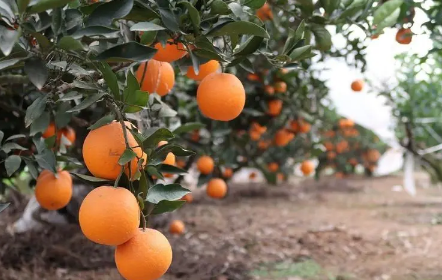  脐橙吃着上火吗 脐橙是上火的还是下火的