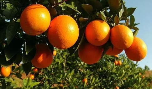 脐橙汁水多吗 脐橙哪里的好吃