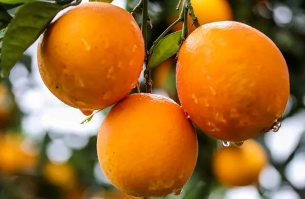 脐橙是不是越大越好 脐橙怎么挑选好