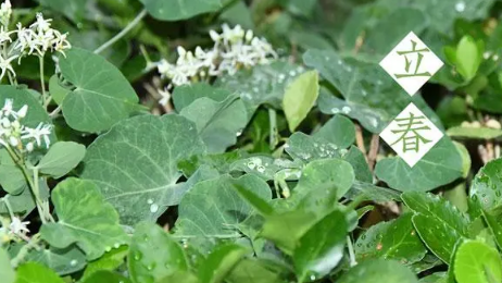 2023立春之后还要冷多久才能到春天 立春之后气温会不会回升 2023立春之后还要冷多久才能到春天 立春之后气温会不会回升