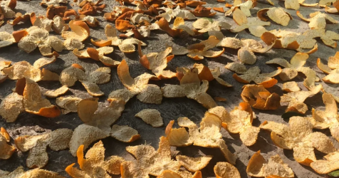 干桔子皮泡水喝去火吗 干桔子皮泡水喝的功效有哪些