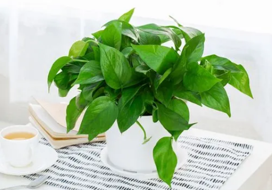 绿萝叶子发黄是水多了还是水少了 绿萝叶子发黄是浇水多了吗