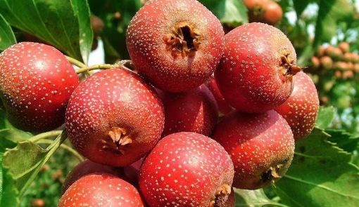 香蕉跟山楂一起吃中毒了怎么回事 香蕉跟山楂一起吃中毒了怎么解毒