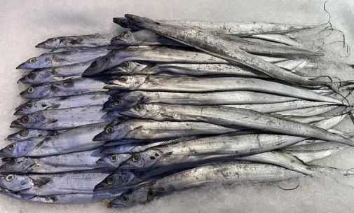 袋装的带鱼能放多久 袋装的带鱼买回来怎么保存