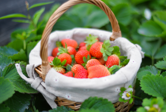 冬天草莓不洗可以放多久 冬天草莓不洗能放几天