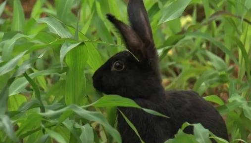 2023年黑兔年对什么生肖好 2023黑兔年对哪些生肖不利