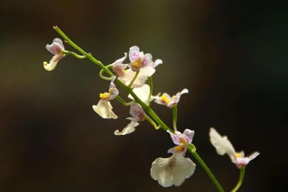 2023年兔年两头春好不好 2023年双春年是什么意思