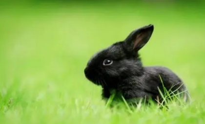 2023年黑兔年对什么生肖好 2023黑兔年对哪些生肖不利