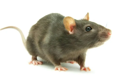 老鼠真的怕风油精吗 老鼠闻到风油精味多久能跑