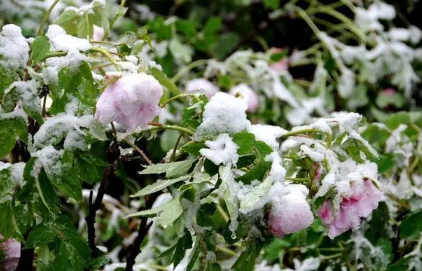 倒春寒年份夏季热吗2023 2023年会有倒春寒天气吗