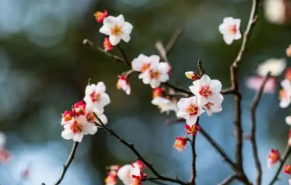 2023年兔年两头春好不好 2023年双春年是什么意思