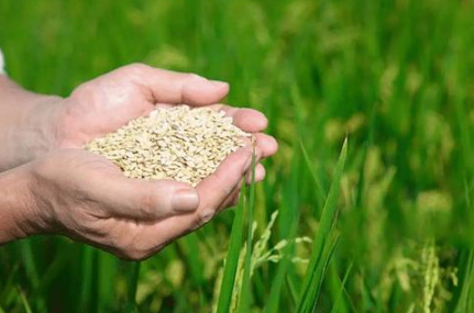 2023年是饥饿年吗 2023年需要屯粮食吗