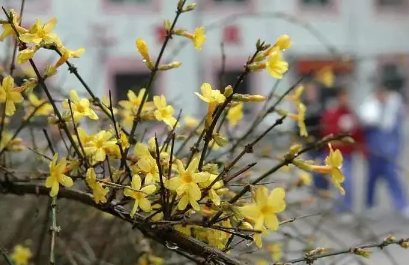 2023年兔年两头春好不好 2023年双春年是什么意思