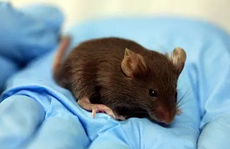 老鼠真的怕风油精吗 老鼠闻到风油精味多久能跑 老鼠真的怕风油精吗 老鼠闻到风油精味多久能跑