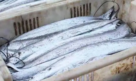 袋装的带鱼段吃之前用处理吗 袋装的带鱼段是处理好的吗 袋装的带鱼段吃之前用处理吗 袋装的带鱼段是处理好的吗