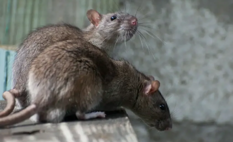 老鼠真的怕风油精吗 老鼠闻到风油精味多久能跑