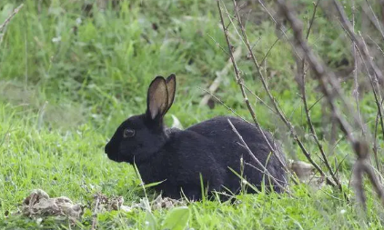 2023年黑兔年对什么生肖好 2023黑兔年对哪些生肖不利