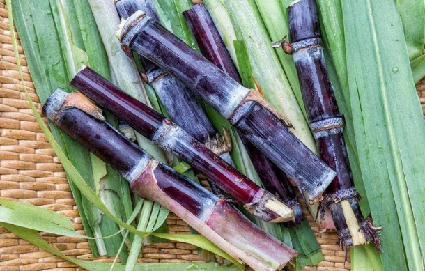 甘蔗怎么加热吃比较好（甘蔗加热吃还有营养吗）