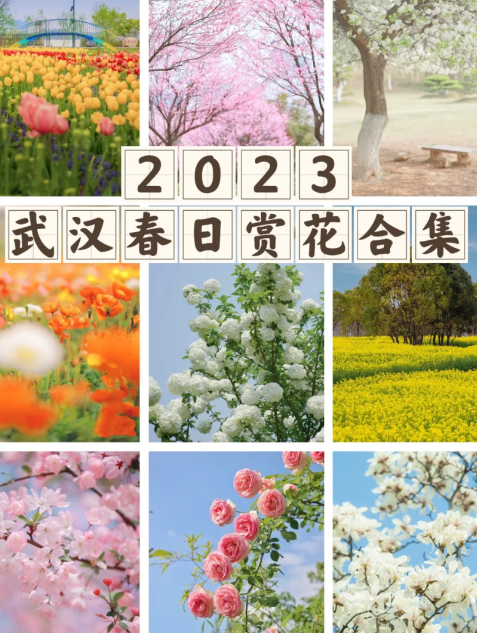 武汉花博汇樱花开了吗2023（武汉花博会的花期是几月到几月）