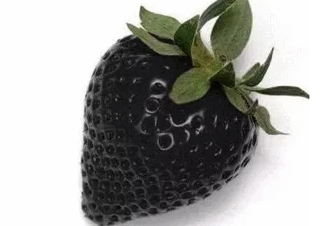 黑色草莓叫什么名字（黑色草莓是什么品种）