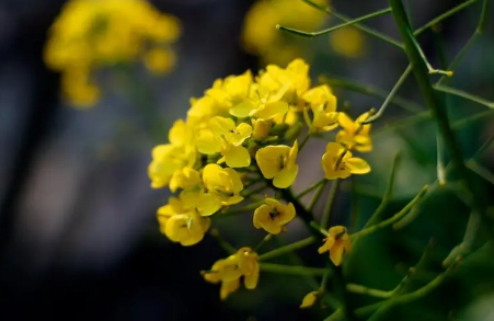 婺源油菜花2月底开了吗2023（婺源油菜花最佳观赏时间是什么时候）