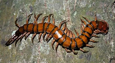 家里蜈蚣有一只会有其他的吗(蜈蚣躲在房间怎么引他出来) 家里蜈蚣有一只会有其他的吗(蜈蚣躲在房间怎么引他出来)