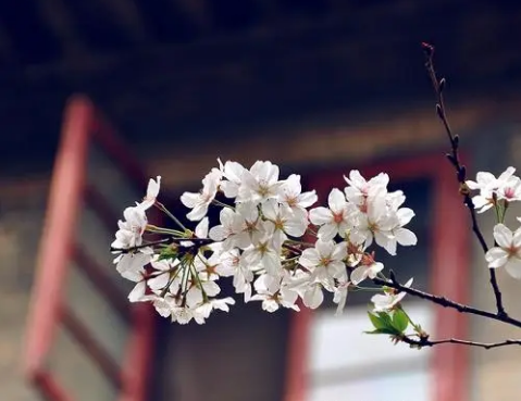 2023武大可以进去看樱花吗