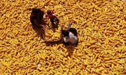 粮补一个人一年多少钱2023（粮食补贴是每个人都有吗）