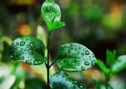 2023年长江中下游梅雨季节是什么时间