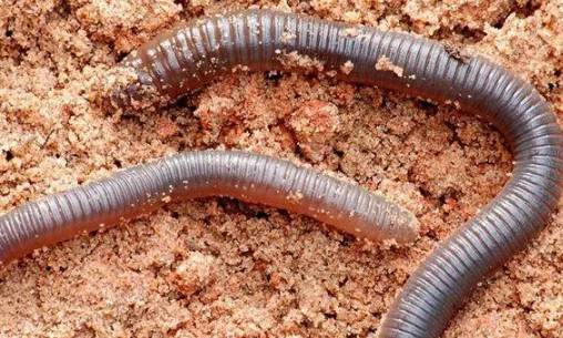 电捕蚯蚓犯法吗被抓吗（电蚯蚓为什么违法）