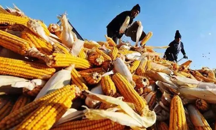 2023粮食补贴是一次性到账吗(今年粮食补贴啥时候下来) 2023粮食补贴是一次性到账吗(今年粮食补贴啥时候下来)