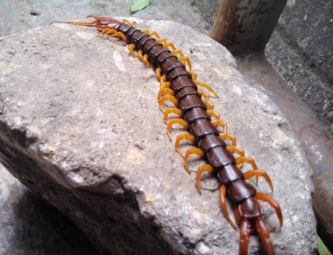 家里蜈蚣有一只会有其他的吗(蜈蚣躲在房间怎么引他出来) 家里蜈蚣有一只会有其他的吗(蜈蚣躲在房间怎么引他出来)