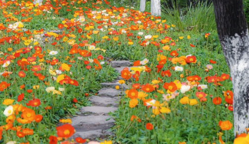 2023花朝节是哪一天星期几（花朝节是百花诞辰还是花神下凡）