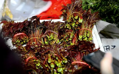 今年香椿市场的价格是多少钱2023（今年香椿为什么这么贵）