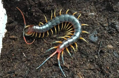 蜈蚣爬进家里什么征兆(蜈蚣爬进家里好不好) 蜈蚣爬进家里什么征兆(蜈蚣爬进家里好不好)