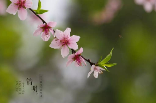 2023清明节有哪些生肖不能上坟（2023年清明节什么生肖不能扫墓）