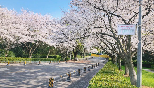 2023年武大看樱花要门票吗