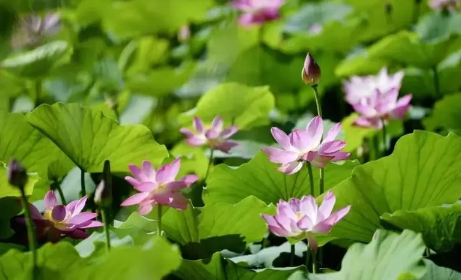 2023广州夏天几月份开始热（广州的夏天持续到几月份）