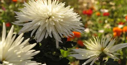 2023清明节上坟买鲜花还是买假花好（清明节上坟买鲜花买多少合适）