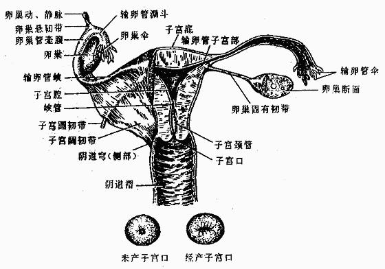女性生殖系统功能以及结构介绍（解剖学基础女性生殖系统图）