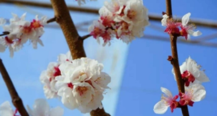 2023年农历二月为什么有三十号（​2023年农历二月到底有多少天）