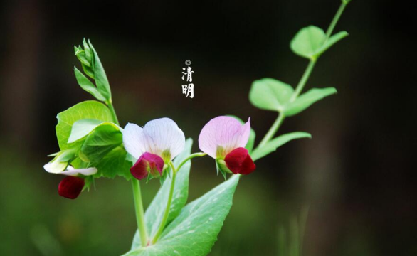 2023年清明节是4号还是5号(今年清明节为什么是4月5日) 2023年清明节是4号还是5号(今年清明节为什么是4月5日)